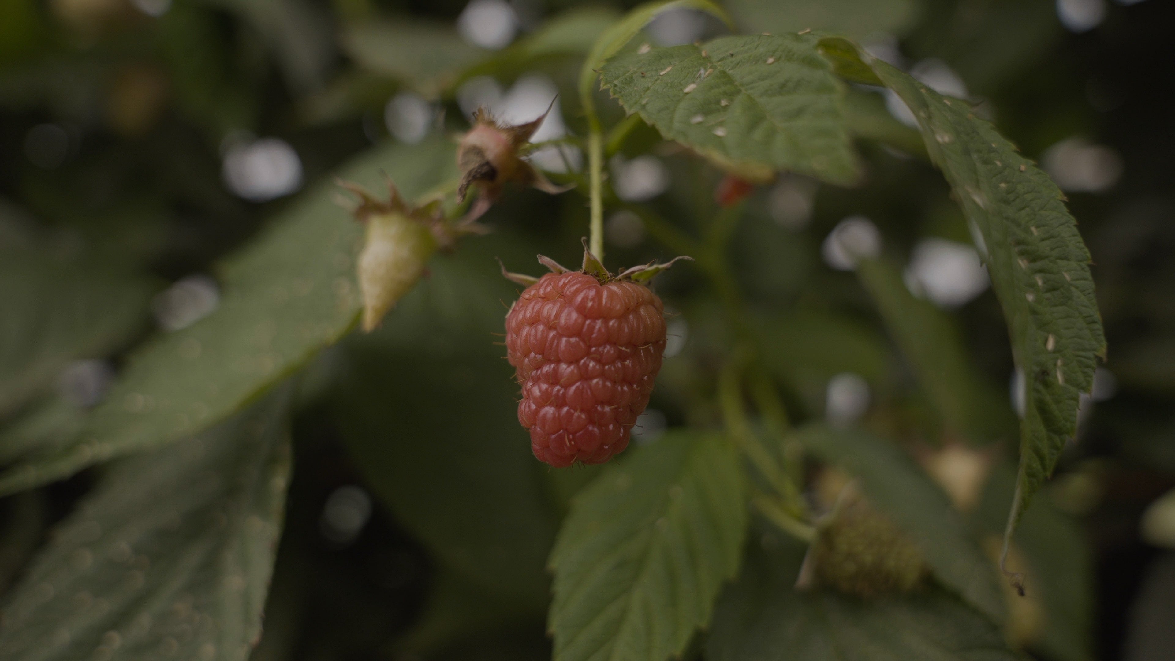 Cranachan Comes Late