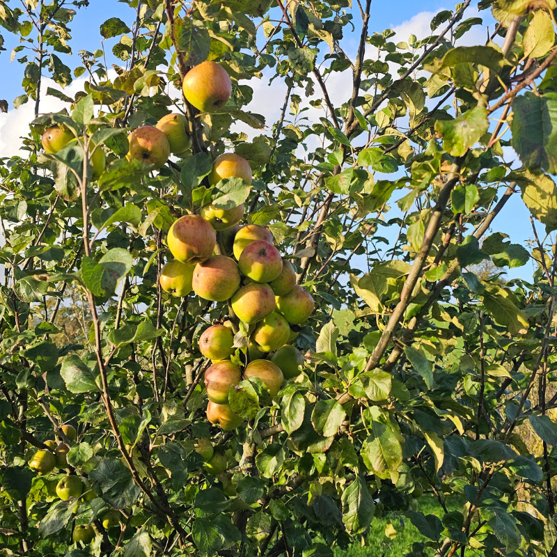 2025's Apple Pie Soda. Our Baked Little Belter + His Big Boy Pants