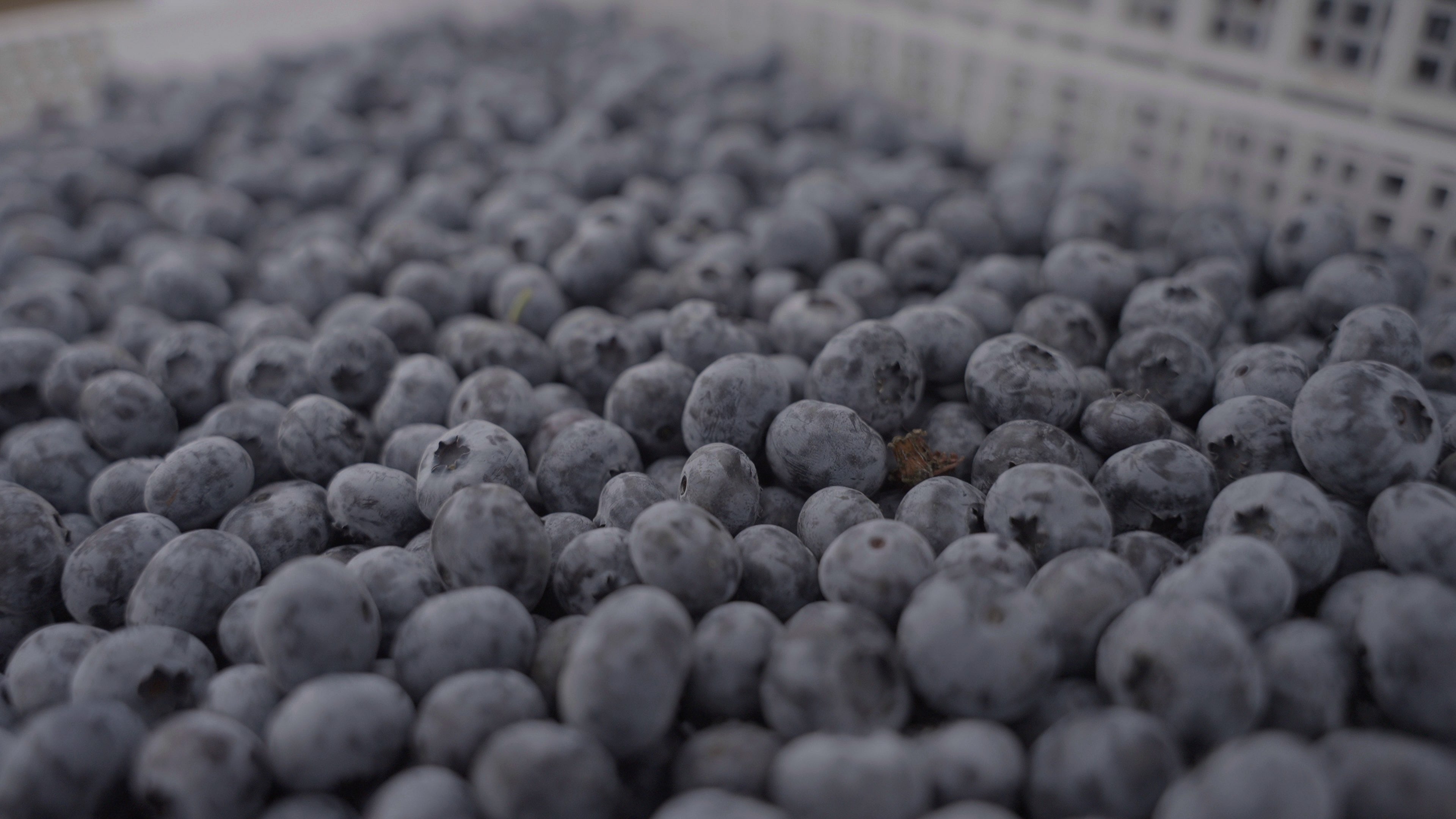 Limited Batch. Big Flavour. Our Berry Bad Boy Returns