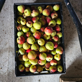 Apple Pie Soda 12