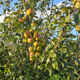Apple Pie Soda 12